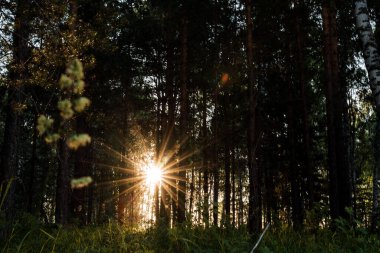 Güneş gün batımında ağaçların arasından parlıyor. Ormanda güneşten parlıyor. Akşam fotoğrafı karanlık bir anahtarla çekiliyor.