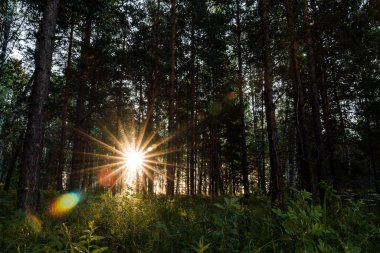 Güneş gün batımında ağaçların arasından parlıyor. Ormanda güneşten parlıyor. Akşam fotoğrafı karanlık bir anahtarla çekiliyor.