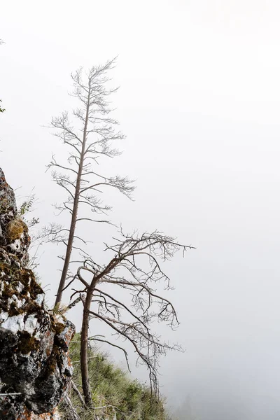 Tree Standing Alone Mountains Background Fog Cloudy Weather Minimalism — Stock Photo, Image