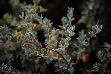 Çalı yapraklarının üzerindeki çiy taneleri Şafak vakti, üst manzara, yakın çekim
