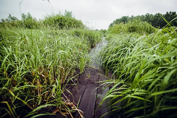 Wooden Path Runs Grass Wet Wooden Path Path Garden Made — Stock Photo, Image