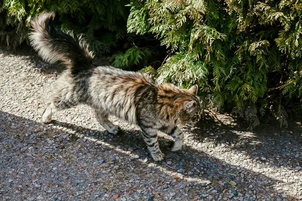 Gato Gris Caminando Parque Patio Esponjoso Gato Gris — Foto de Stock