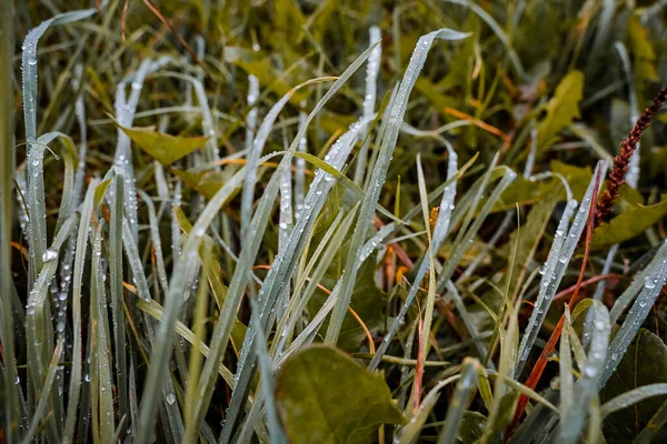 Dew Green Leaves Shrub Shot Dawn Top View Close — Stock Photo, Image