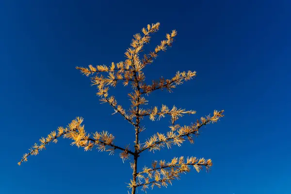 Sonbahar minimalist konsepti, mavi gökyüzüne karşı sarı karaçam dalı