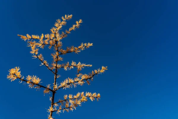 Sonbahar minimalist konsepti, mavi gökyüzüne karşı sarı karaçam dalı