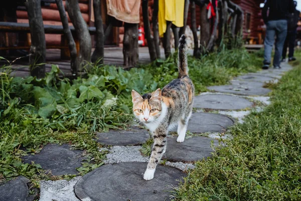 Gato Camina Largo Del Camino Como Dueño Casa Gato Gris — Foto de Stock