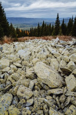 Büyük Kurum taşları sonbahar ormanlarında, dağlarda, sonbahar ormanlarının arka planında yosunlarla kaplı kayalarda, sonbahar dağlarında, yüksek dağlarda uzanır..