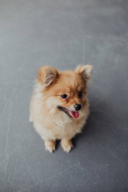 Bir Pomeranya 'lı yerde oturuyor ve bana bakıyor. Küçük köpek cinsi. Küçük tüylü kırmızı köpek.