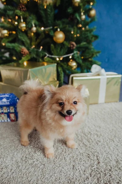 Petit Chien Rouge Sur Fond Arbre Noël Pose Poméranienne Sapin — Photo