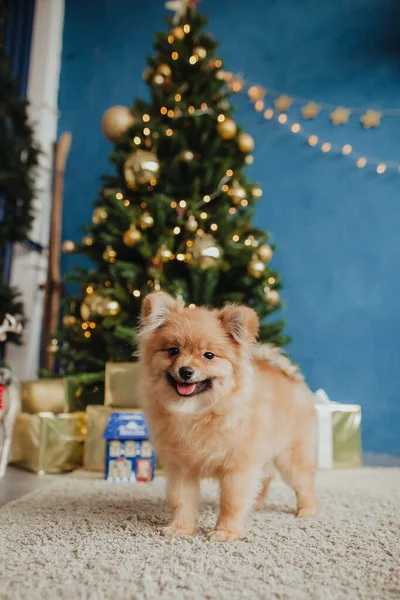 Маленькая Красная Собака Фоне Рождественской Елки Померанские Позы Елки Рыжая — стоковое фото