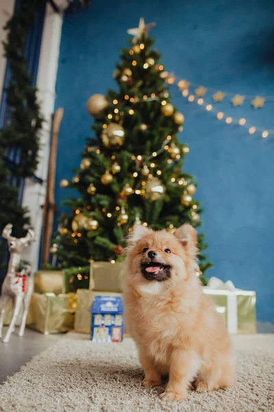 Ένα Μικρό Κόκκινο Σκυλί Στο Φόντο Ενός Χριστουγεννιάτικου Δέντρου Ποζάρει — Φωτογραφία Αρχείου
