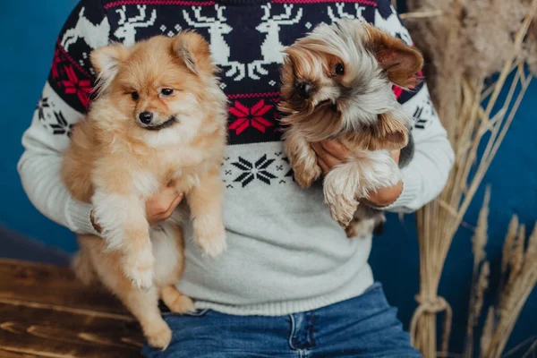 Kleine Handhunde Sitzen Auf Den Händen Des Besitzers Niedliche Haustiere — Stockfoto