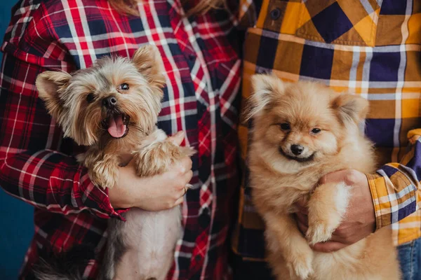 Cães Mão Pequenos Sentam Nas Mãos Proprietário Animais Estimação Bonitos — Fotografia de Stock