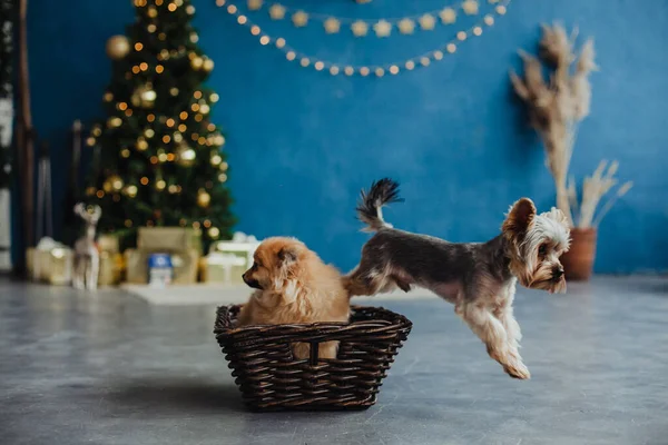 Kleiner Zahmer Hund Yorkshire Terrier Haustier Ist Ein Kleiner Hund — Stockfoto