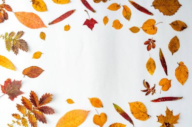 Beyaz arka planda sonbahar kompozisyonu. Sarı, kırmızı, turuncu yapraklar. Kopyalamak için alanı olan bir düzen. Kuru sonbahar yaprakları.