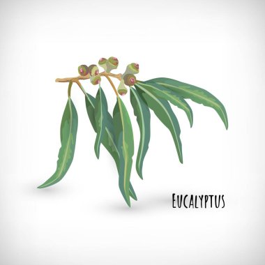 Okaliptüs bitkisinin resmi. Vignette arka planında yaprakları olan izole sakız ağacı fındığı dalıyla. Okaliptüs harfleri. Web tasarımları için şifalı bitki elementi. Vektör illüstrasyonu.