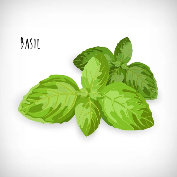 Feuilles Basilic Isolées Sur Fond Blanc Ingrédient Frais Pour Salade — Image vectorielle