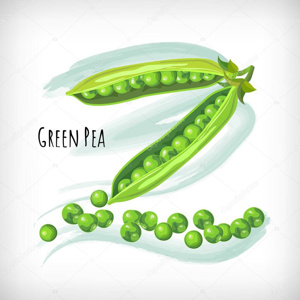 Green pea in flat style on watercolor background. Vegetable organic eco bio farm products. Lettering Green Pea. Hand drawn image. Vector illustration.