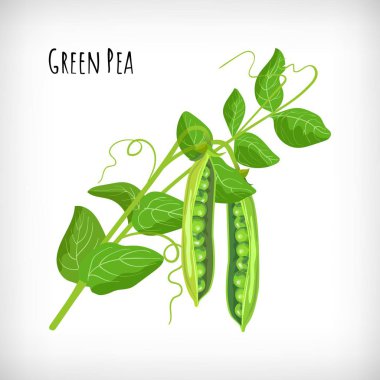 Yeşil bezelye bitkisi, bezelye açık kabuklar, beyaz arka planda düz yeşil yapraklar. Sebzeli organik biyolojik tarım ürünleri. Yeşil Bezelye. Elle çizilmiş görüntü. Vektör illüstrasyonu.