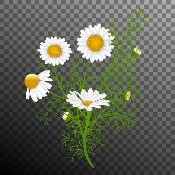 矢量图解 简单实用的洋甘菊花束 卷曲的白花 黑色和透明的背景 网页设计的要素 — 图库矢量图片