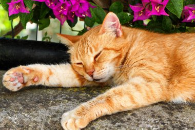 Sokakta pembe çiçeklerin altında uyuyan kırmızı bir kedinin portresi..