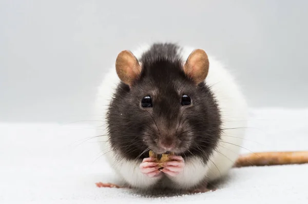 Rato Comer Cereais — Fotografia de Stock