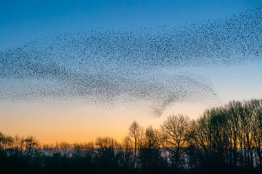 Güzel sığırcık sürüsü (Sturnus vulgaris), Hollanda 'da Geldermalsen. Ocak ve Şubat aylarında, yüz binlerce sığırcık dev bulutlarda toplandı. Sığırcık hırıltıları.
