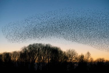Güzel sığırcık sürüsü (Sturnus vulgaris), Hollanda 'da Geldermalsen. Ocak ve Şubat aylarında, yüz binlerce sığırcık dev bulutlarda toplandı. Sığırcık hırıltıları.