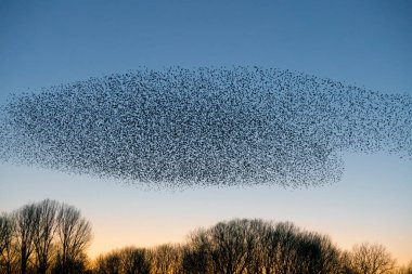 Güzel sığırcık sürüsü (Sturnus vulgaris), Hollanda 'da Geldermalsen. Ocak ve Şubat aylarında, yüz binlerce sığırcık dev bulutlarda toplandı. Sığırcık hırıltıları.