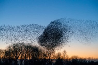 Güzel sığırcık sürüsü (Sturnus vulgaris), Hollanda 'da Geldermalsen. Ocak ve Şubat aylarında, yüz binlerce sığırcık dev bulutlarda toplandı. Sığırcık hırıltıları.