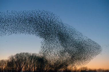 Güzel sığırcık sürüsü (Sturnus vulgaris), Hollanda 'da Geldermalsen. Ocak ve Şubat aylarında, yüz binlerce sığırcık dev bulutlarda toplandı. Sığırcık hırıltıları.