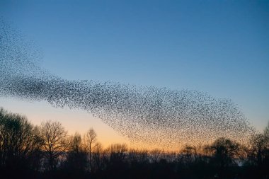 Güzel sığırcık sürüsü (Sturnus vulgaris), Hollanda 'da Geldermalsen. Ocak ve Şubat aylarında, yüz binlerce sığırcık dev bulutlarda toplandı. Sığırcık hırıltıları.