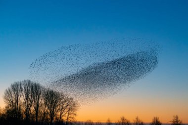 Güzel sığırcık sürüsü (Sturnus vulgaris), Hollanda 'da Geldermalsen. Ocak ve Şubat aylarında, yüz binlerce sığırcık dev bulutlarda toplandı. Sığırcık hırıltıları.