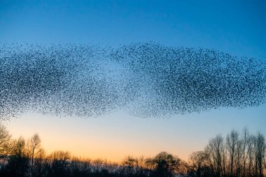Güzel sığırcık sürüsü (Sturnus vulgaris), Hollanda 'da Geldermalsen. Ocak ve Şubat aylarında, yüz binlerce sığırcık dev bulutlarda toplandı. Sığırcık hırıltıları.