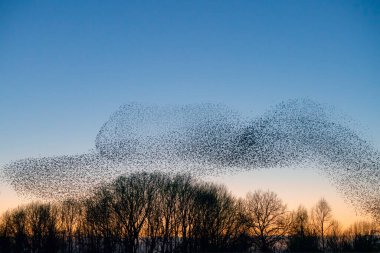 Güzel sığırcık sürüsü (Sturnus vulgaris), Hollanda 'da Geldermalsen. Ocak ve Şubat aylarında, yüz binlerce sığırcık dev bulutlarda toplandı. Sığırcık hırıltıları.