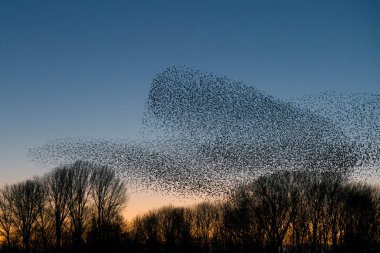 Güzel sığırcık sürüsü (Sturnus vulgaris), Hollanda 'da Geldermalsen. Ocak ve Şubat aylarında, yüz binlerce sığırcık dev bulutlarda toplandı. Sığırcık hırıltıları.
