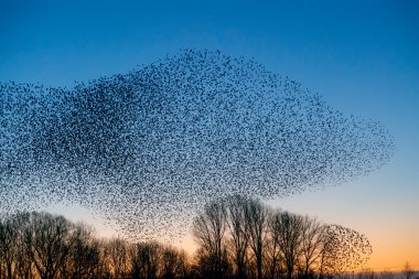 Güzel sığırcık sürüsü (Sturnus vulgaris), Hollanda 'da Geldermalsen. Ocak ve Şubat aylarında, yüz binlerce sığırcık dev bulutlarda toplandı. Sığırcık hırıltıları.