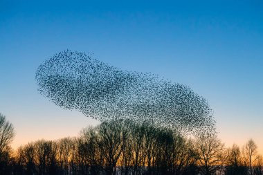 Güzel sığırcık sürüsü (Sturnus vulgaris), Hollanda 'da Geldermalsen. Ocak ve Şubat aylarında, yüz binlerce sığırcık dev bulutlarda toplandı. Sığırcık hırıltıları.