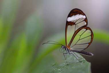 Güzel Glasswing Kelebeği (Greta oto) bir yaz bahçesinde yağmur damlalarıyla bir yaprağın üzerinde. Güney Amerika 'daki Amazon yağmur ormanlarında. Başkan Tropikal Kelebek.