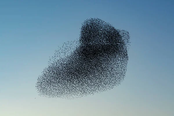 Vackra Stora Flock Starar Sturnus Vulgaris Geldermalsen Nederländerna Januari Och — Stockfoto