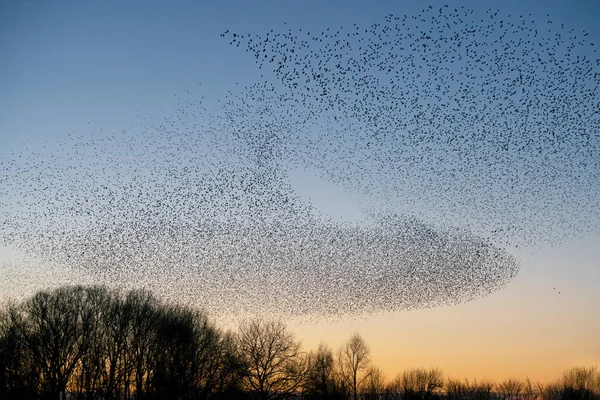 Vackra Stora Flock Starar Sturnus Vulgaris Geldermalsen Nederländerna Januari Och — Stockfoto