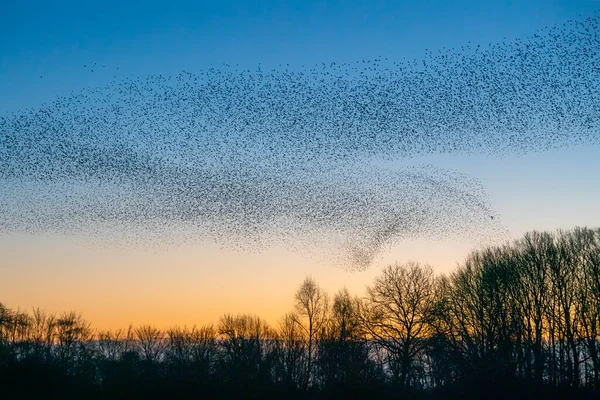 Vackra Stora Flock Starar Sturnus Vulgaris Geldermalsen Nederländerna Januari Och — Stockfoto