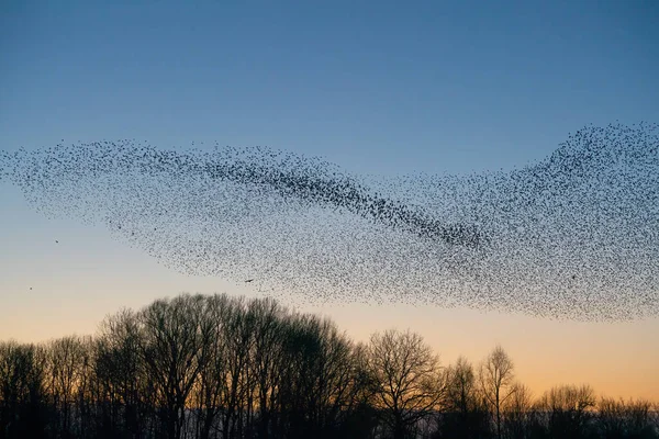 Güzel sığırcık sürüsü (Sturnus vulgaris), Hollanda 'da Geldermalsen. Ocak ve Şubat aylarında, yüz binlerce sığırcık dev bulutlarda toplandı. Sığırcık hırıltıları.
