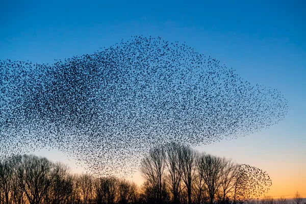 Schöne Große Herde Stare Sturnus Vulgaris Geldermalsen Den Niederlanden Januar — Stockfoto