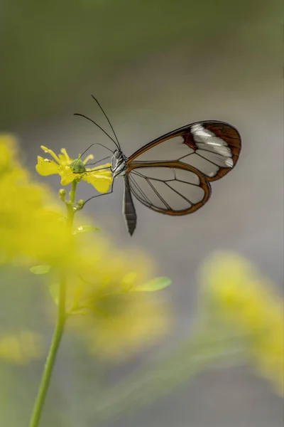 Beau Papillon Verrier Greta Oto Dans Jardin Été Sur Une — Photo