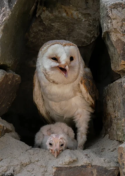 Ibu Dan Anak Ayam Barn Owl Tyto Alba Noord Brabant — Stok Foto