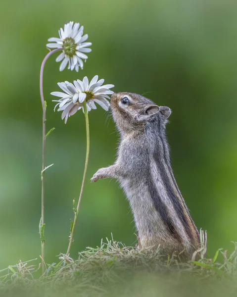 Najsłodsza Wiewiórka Pachnąca Kwiatem Mały Wiewiórka Eutamias Sibiricus Korzystających Kwiatów — Zdjęcie stockowe