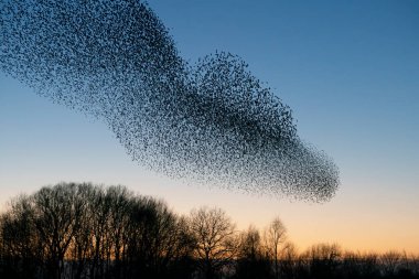 Güzel sığırcık sürüsü (Sturnus vulgaris), Hollanda 'da Geldermalsen. Ocak ve Şubat aylarında, yüz binlerce sığırcık dev bulutlarda toplandı. Sığırcık hırıltıları.