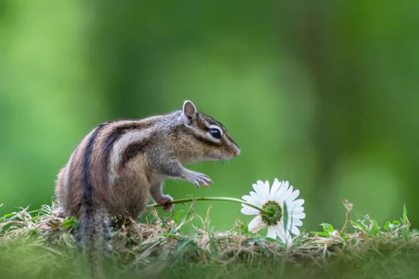 Cutest squirrel smelling a flower. Little chipmunk (Eutamias sibiricus) enjoying the flowers. Ground squirrel with beautiful white flowers. chipmunk loves flowers.