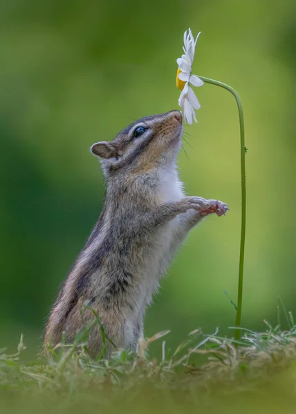 Γλυκύτερος Σκίουρος Μυρίζει Λουλούδι Μικρός Σκίουρος Eutamias Sibiricus Απολαμβάνει Λουλούδια — Φωτογραφία Αρχείου